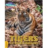 LOOKING FOR A TIGER Gold Band